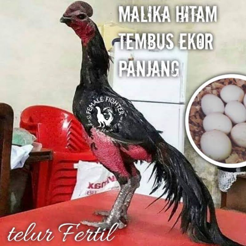 

PROMO!! TELUR AYAM MALIKA HITAM EKOR PANJANG HIAS/PETARUNG UNTUK DI TETASKAN