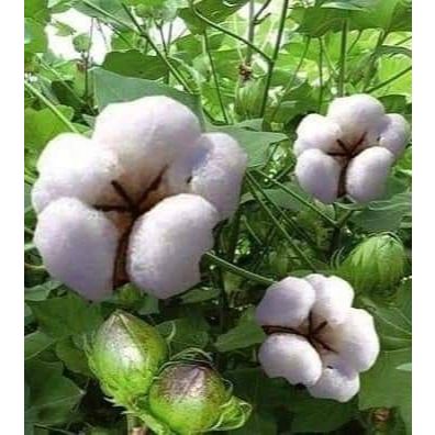 

100gr DAUN KAPAS SEGAR