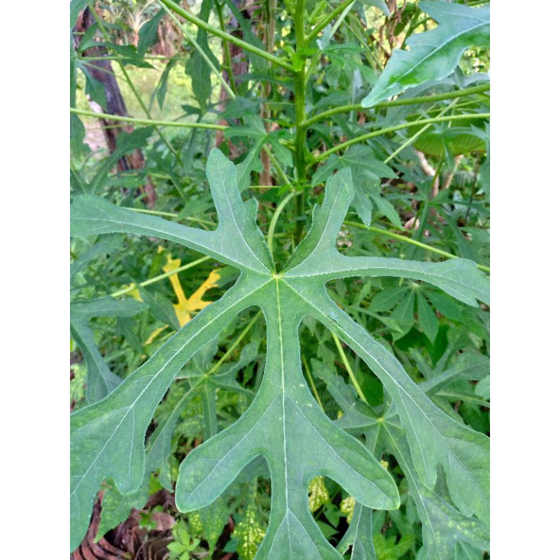 

100gr DAUN GEDI SEGAR