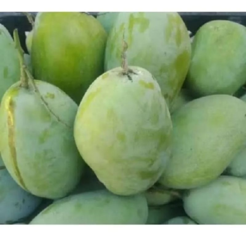 

Mangga Indramayu 500g