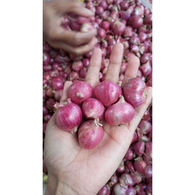 

Bawang merah