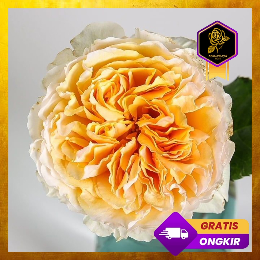 Mawar Import David Austin - Beatrice Rose