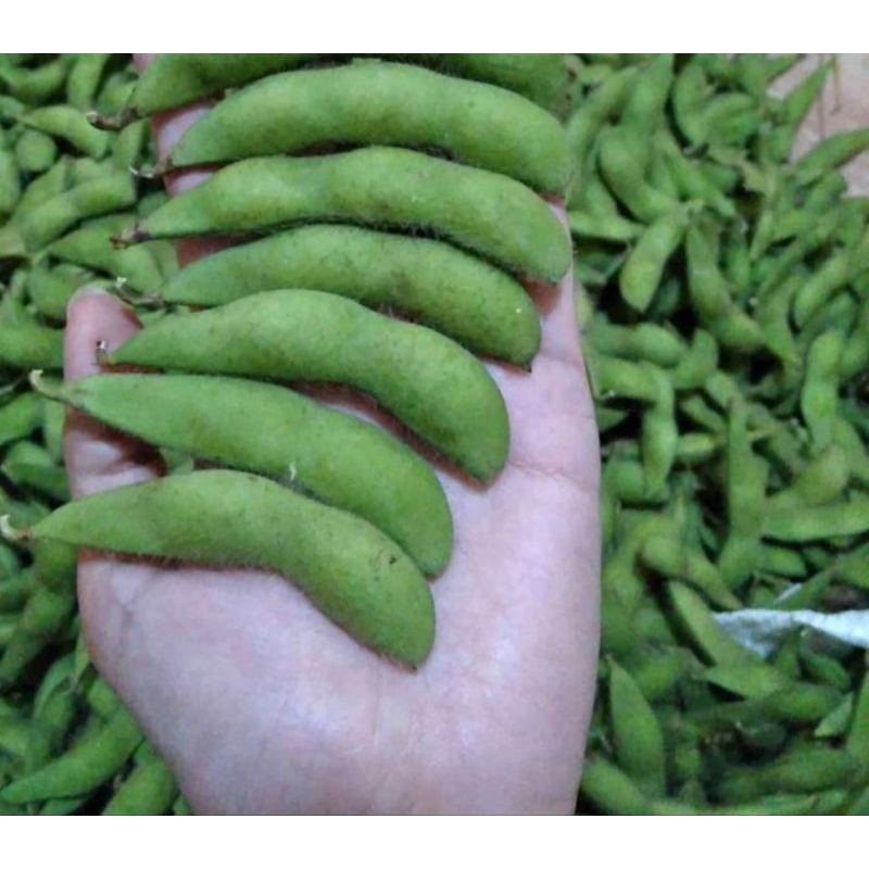 

Kedelai edamame 1kg fresh dari petani