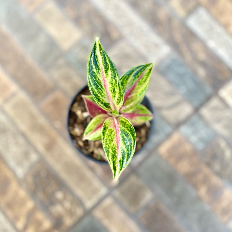 Aglaonema Red panama