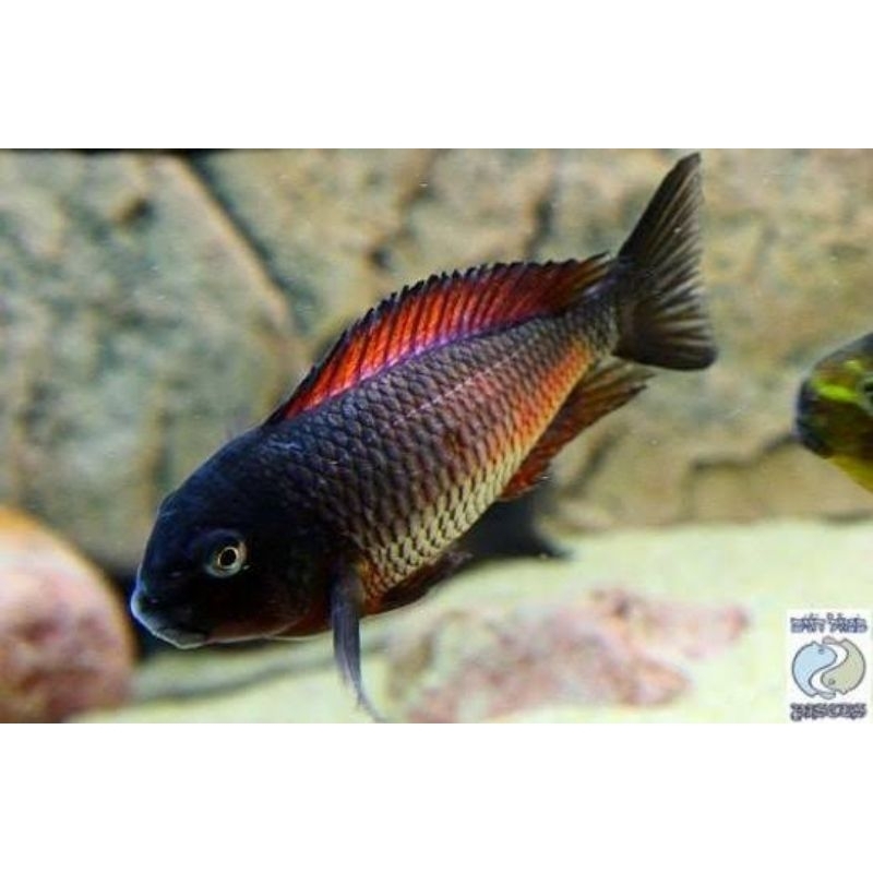 cichlid red moliro