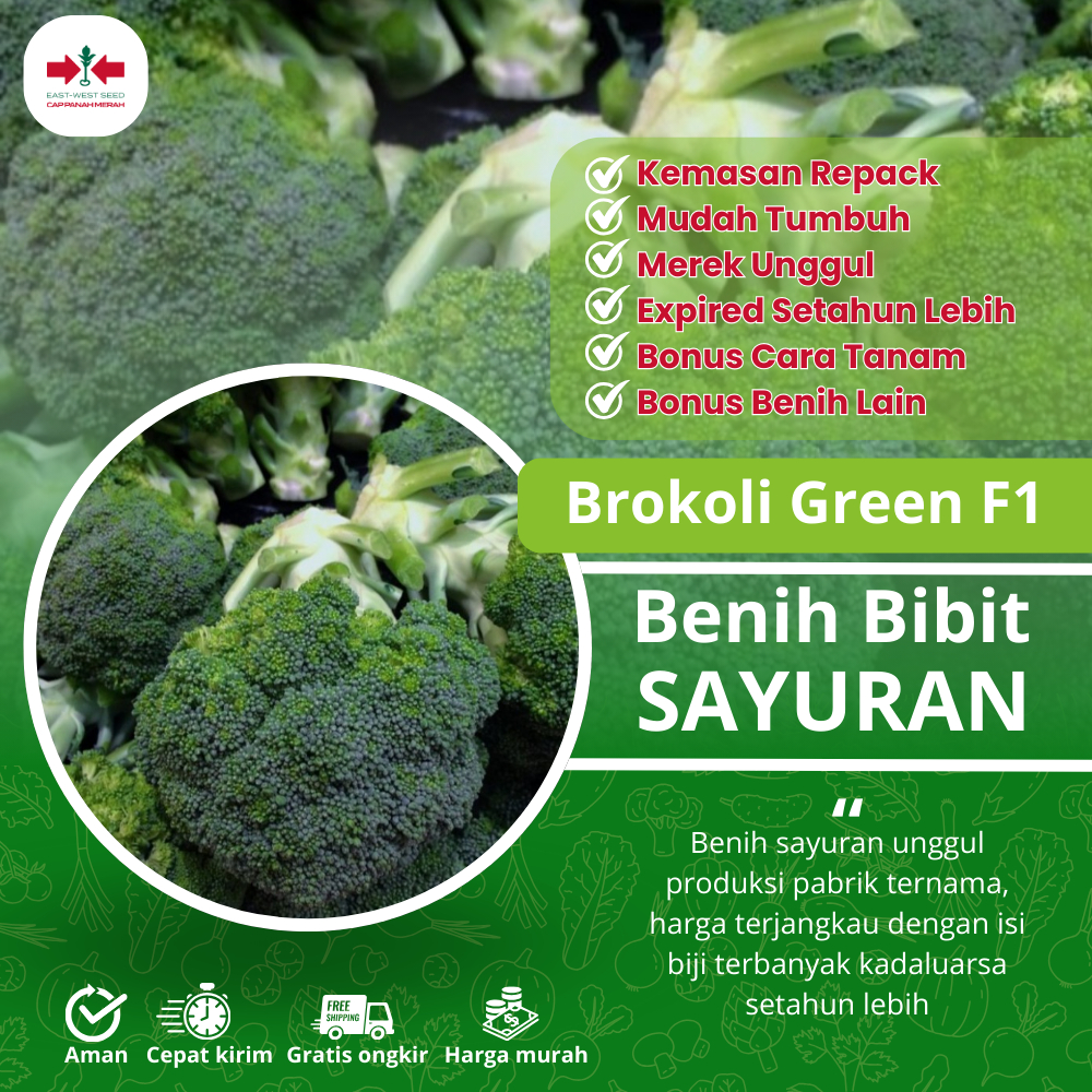 SUTAN Bibit Sayuran Brokoli Green F1 Unggul Benih Tanaman Sayur Sayuran Benih Seribuan Hidroponik