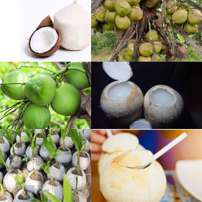 Kelapa Bibit Pohon Kelapa Kopyor, Bibit Pohon Kelapa Pendek, Bibit Pohon Kelapa Hijau