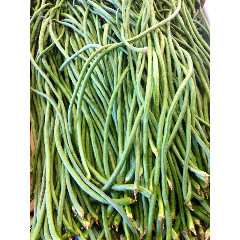 

Kacang Panjang Express/Instan Fresh Seger Eceran Update Setiap Hari