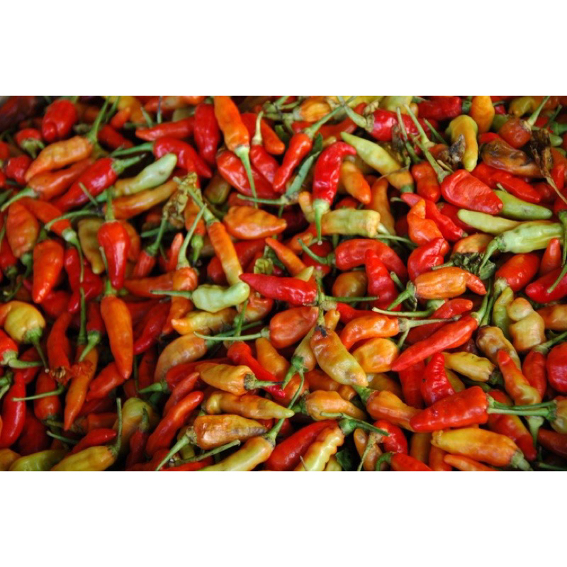 

Cabe Rawit Merah Express/Instan Fresh Seger Eceran Update Setiap Hari