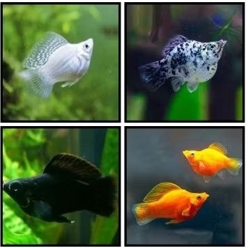 IKAN MOLLY BALLOON / IKAN HIAS AIR TAWAR