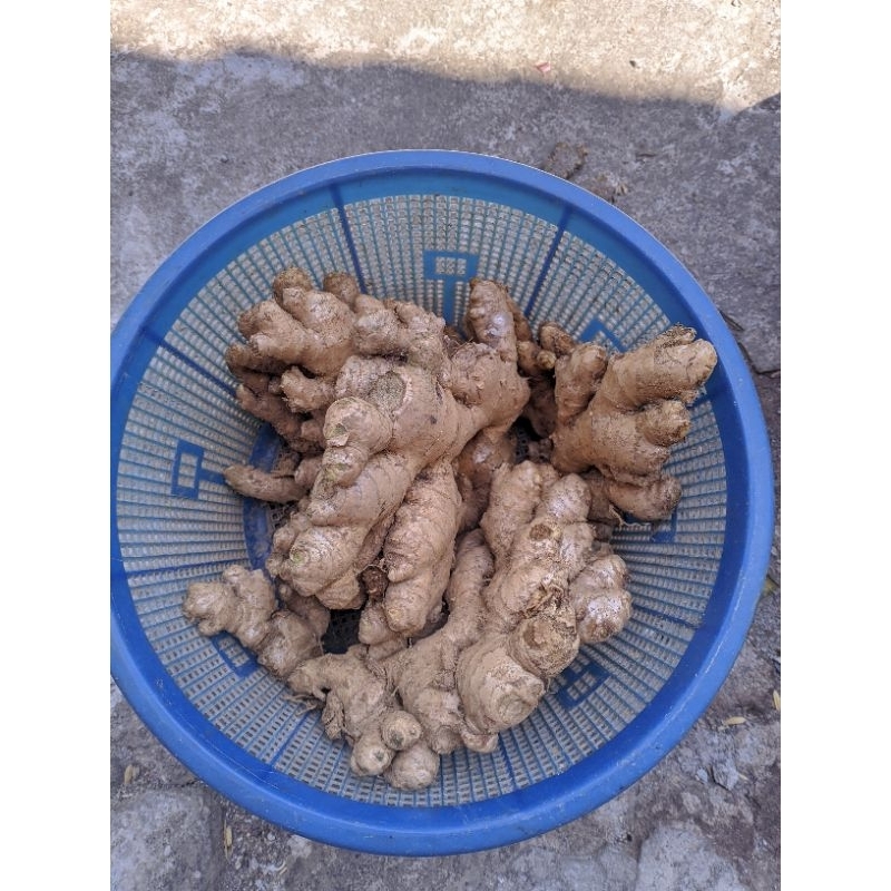 

Jahe 500gram/ Jahe 1kg