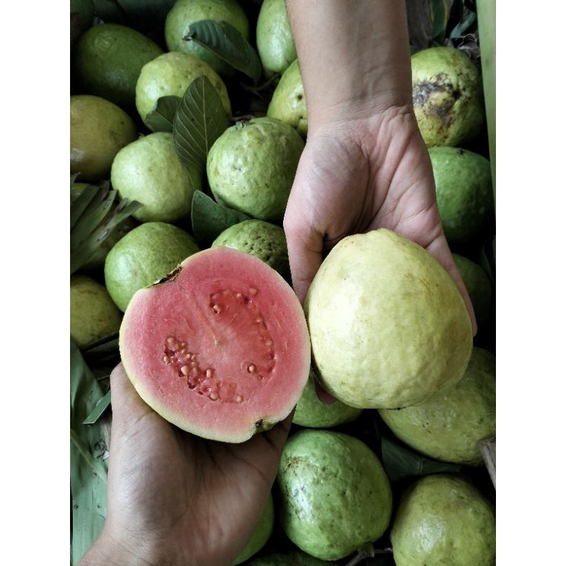 

JAMBU GUAVA - JAMBU BIJI MERAH - HALONA