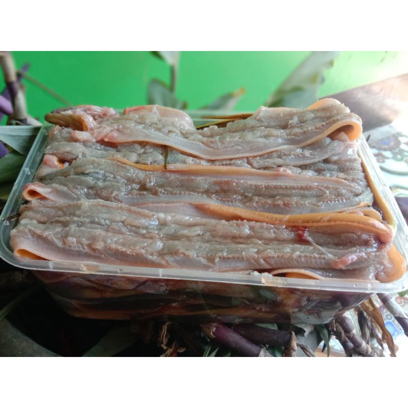 FILLET BELUT / BELUT SEGAR / BELUT SAWAH / BELUT FLEEZER / BELUT SEHAT