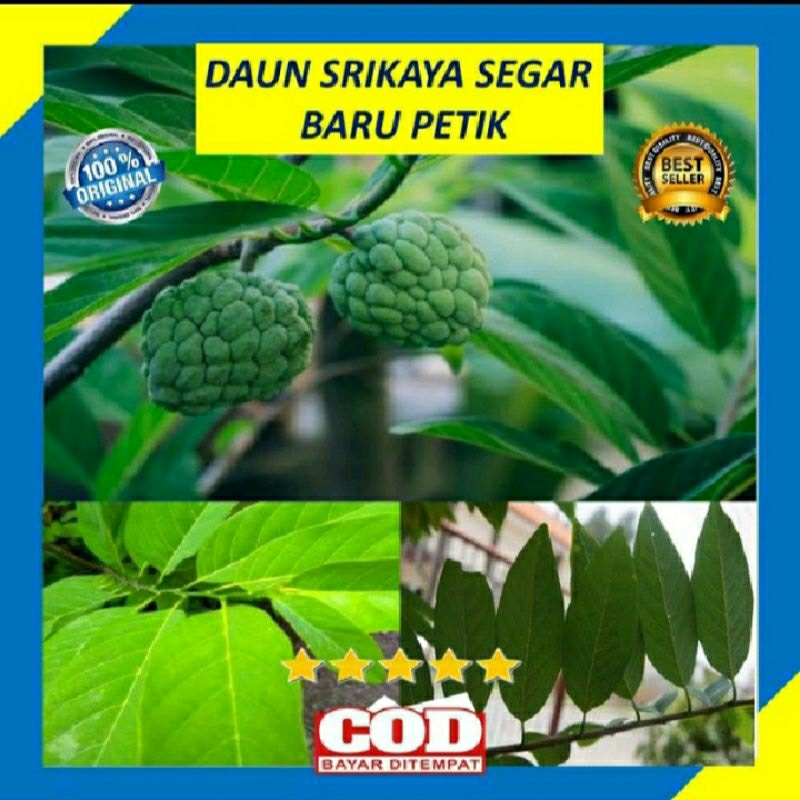 

promo 150daun sirkaya herbal alami