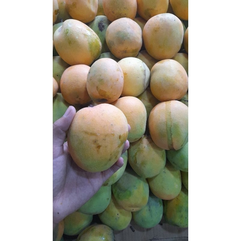 

Mangga Gedong Gincu 1kg