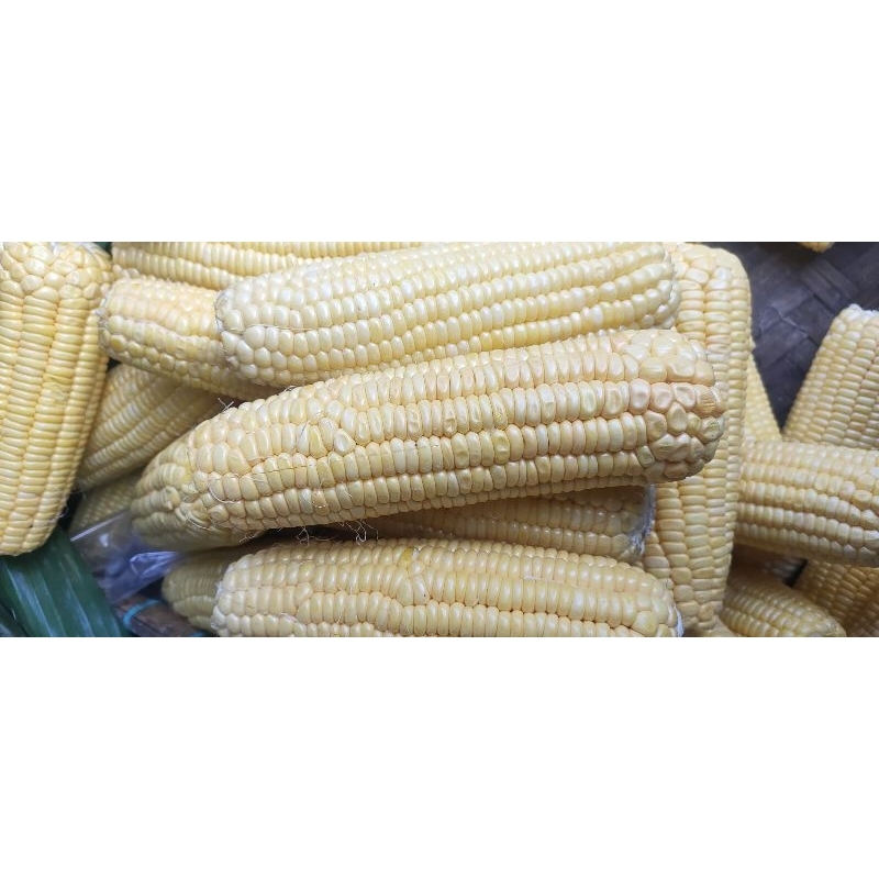 

jagung manis 1kg