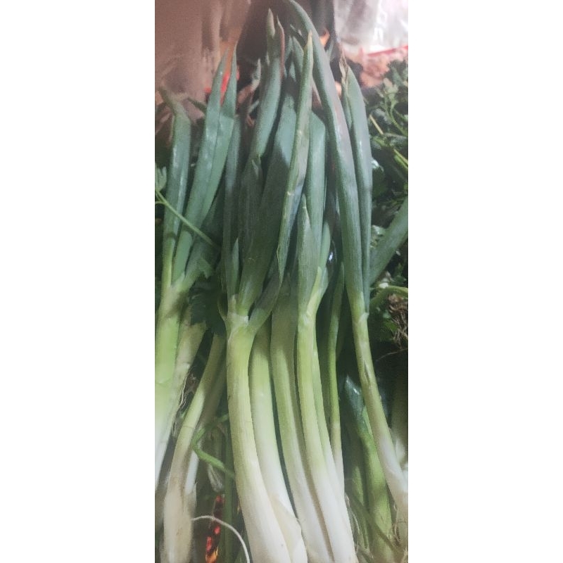 

Bawang Daun Segar