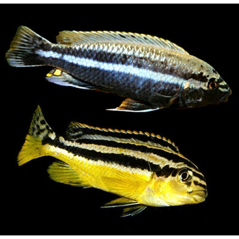 HARGA PER EKOR - IKAN HIAS SIKLID NIASA