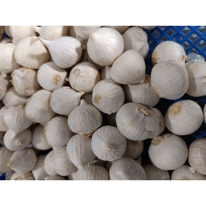 

Bawang putih lanang segar 1/2kg 1kg
