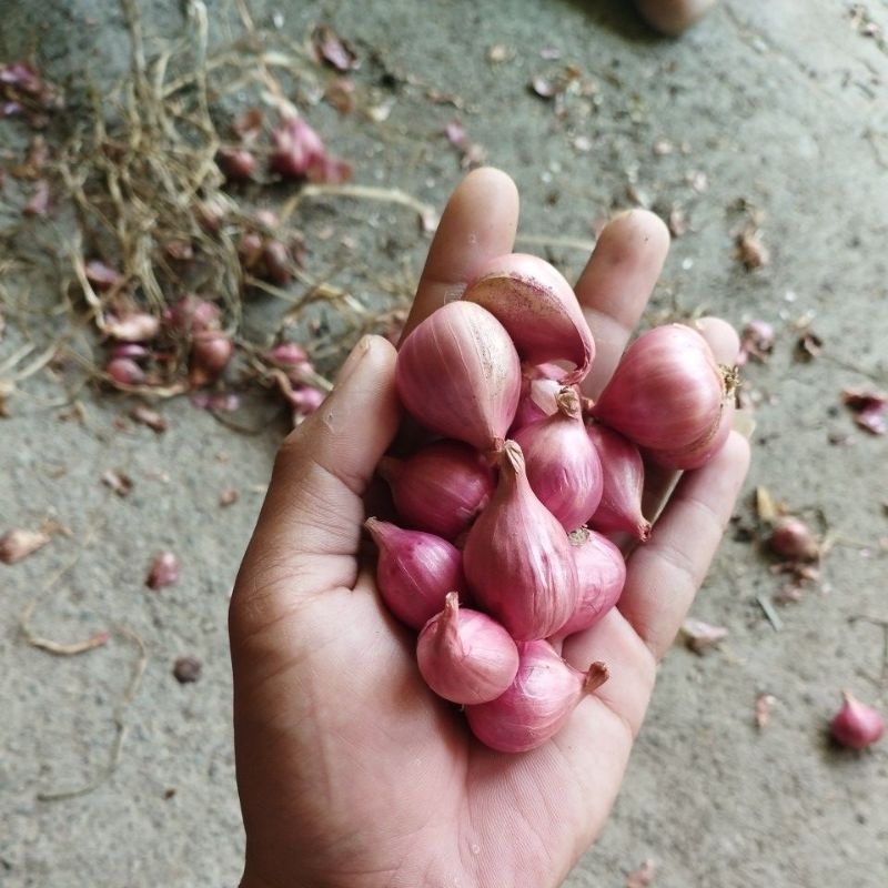 

bawang merah