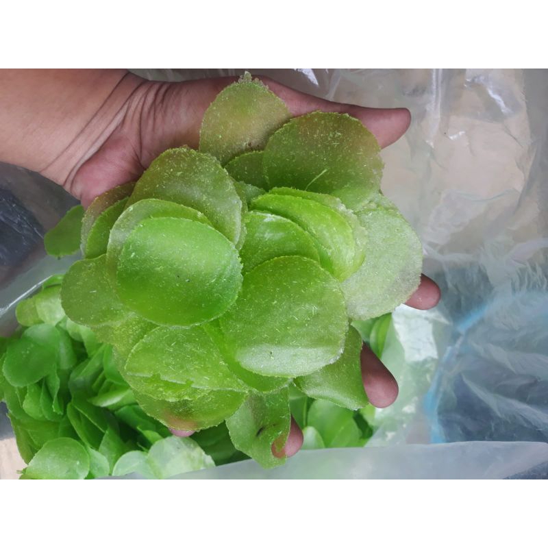 

Keripik Kaca Kiloan Mentah