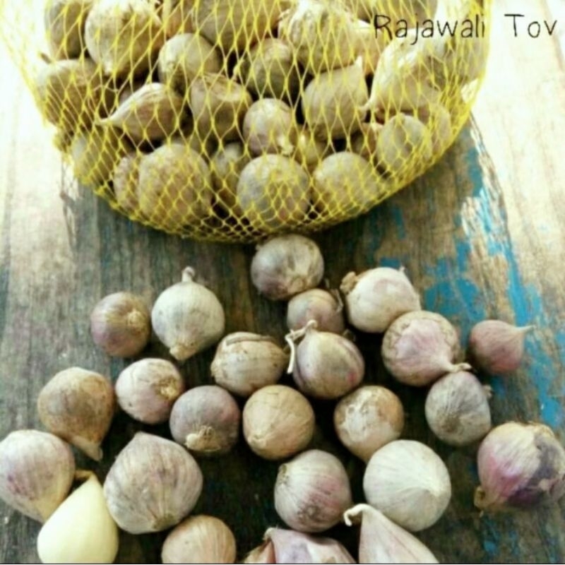 

Bawang Putih Tunggal Lanang 300 gr Tanggung