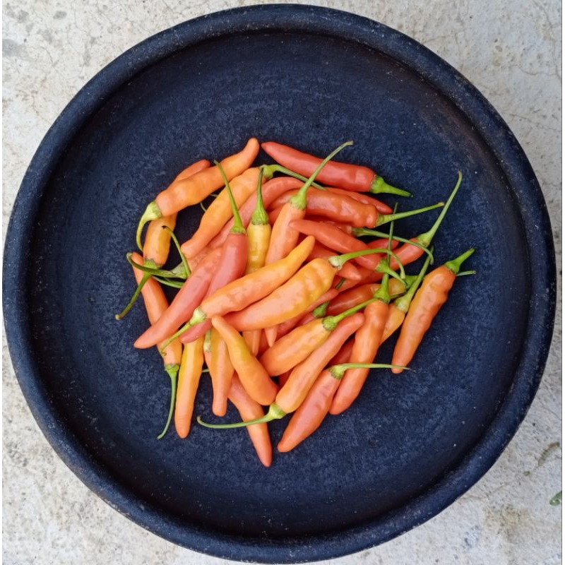 

CABE RAWIT MERAH/CABE RAWIT MURAH/CABE RAWIT/CABE MERAH MURAH/LOMBOK SETAN/CABE SETAN/CABE MURAH