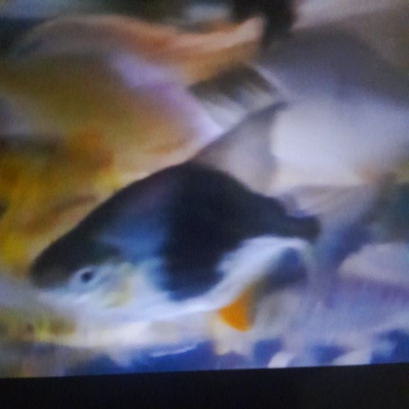 myleus BB 10cm & thinbar 10cm