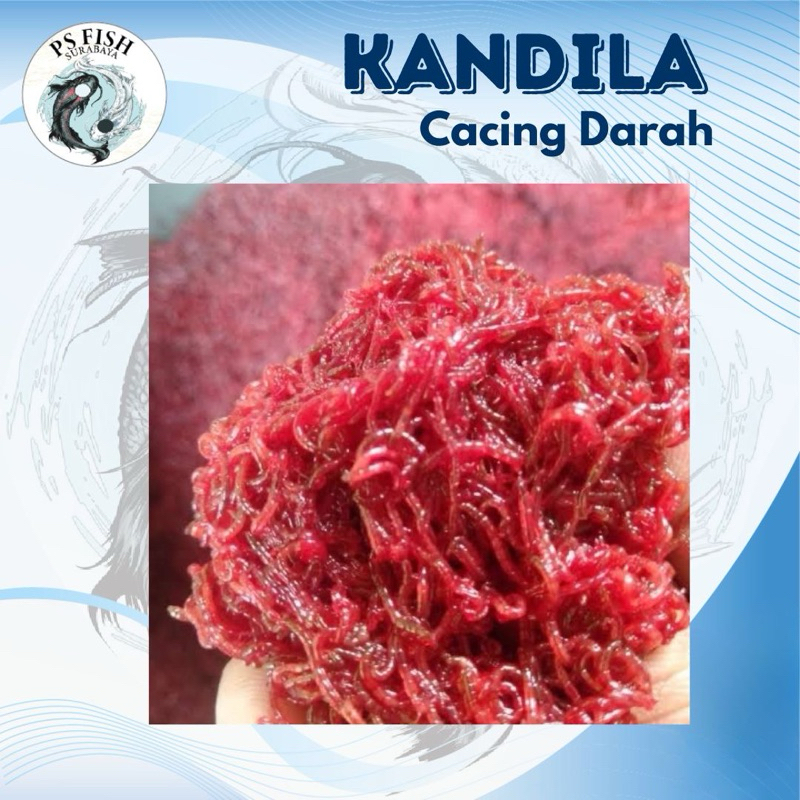Cacing Darah Beku Pakan Ikan Frozen Fresh High Quality [ PS FISH ]