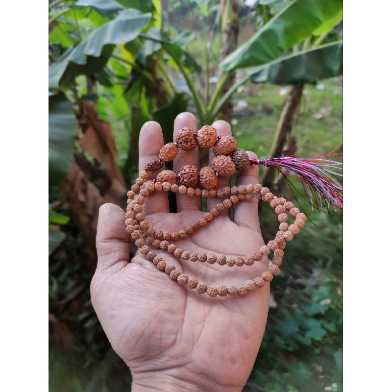 KALUNG JENITRI RUDRAKSHA MUKHI 2.- MUKHI 10