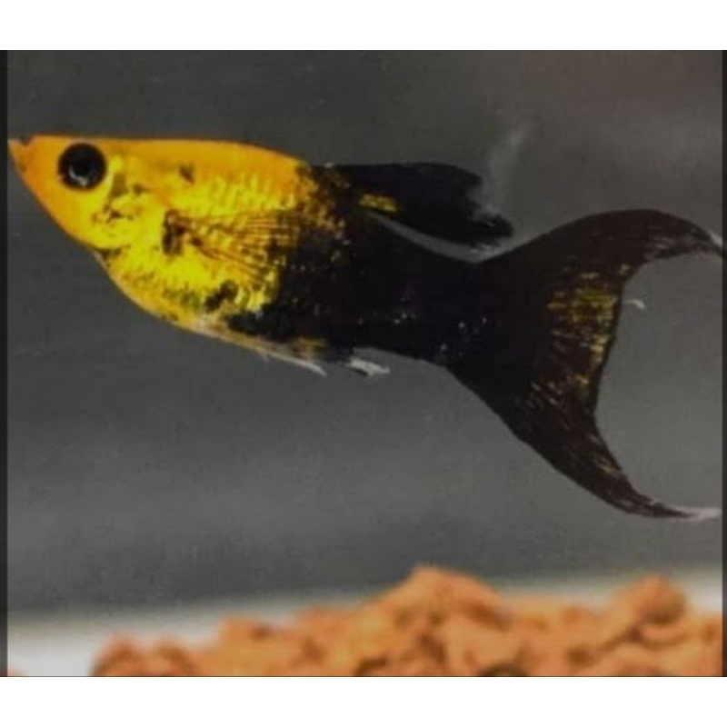 

ikan golden black molly