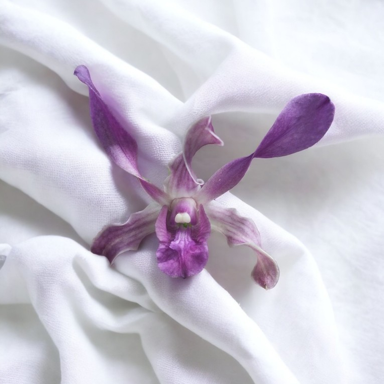 Anggrek Dendrobium Semi Melintir Chiangmai Blue Twist Dewasa Spike Knop Bunga Kode CBT