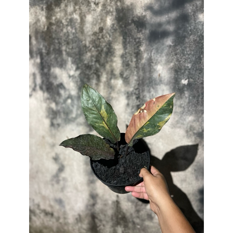 Anthurium Hokeri Pink