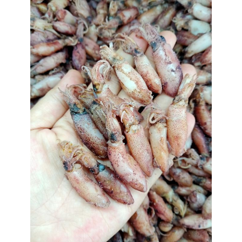 

500gr cumi baby asin 2-4cm