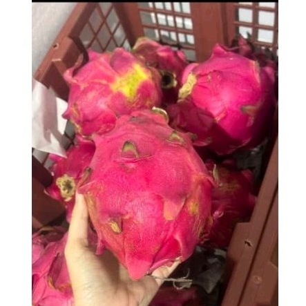 

Dragon Fruit (Buah Naga Merah) KG
