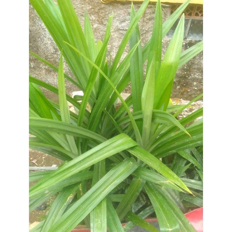 

daun pandan