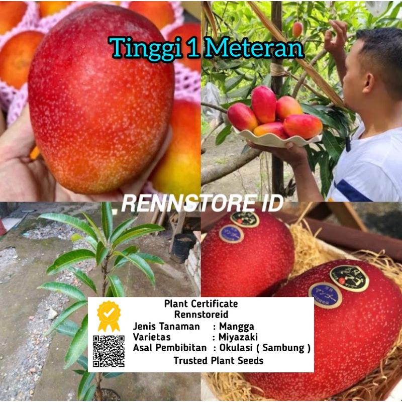 BIBIT MANGGA MIYAZAKI BATANG BESAR SIAP BERBUAH