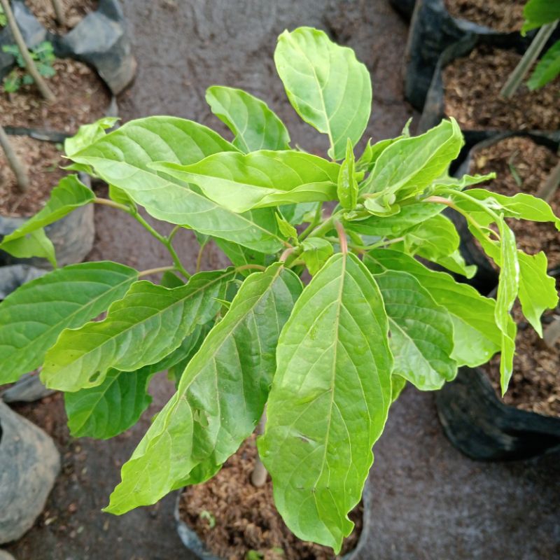 KENANGA BUNGA KUNING WANGI