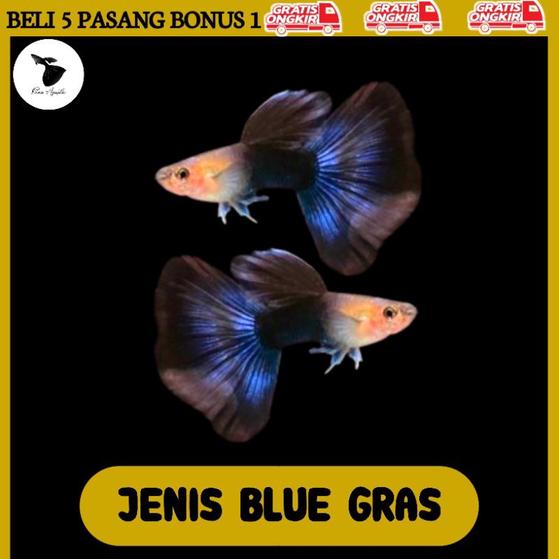 Ikan Hias Guppy Hb Blue Sepasang Akuarium