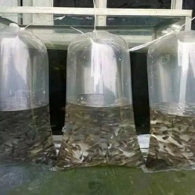 Ikan Cere Hidup Pakan Predator Ikan Cere Kecil Ikan Cere Sawah