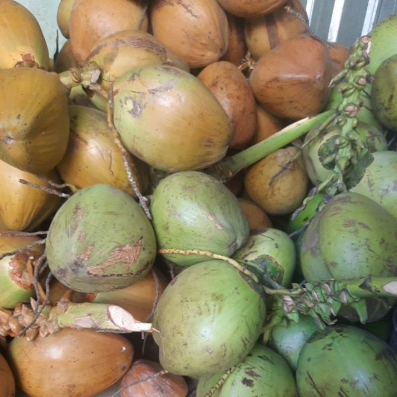 

Kelapa Muda Fresh