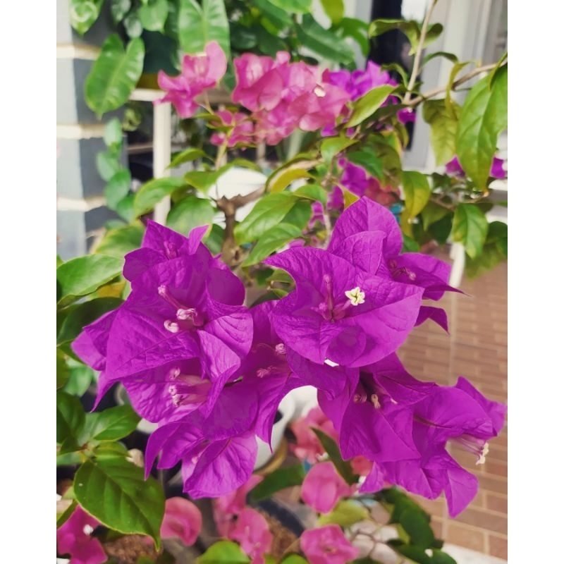 Tanaman bunga kertas bougenville ungu bangkok