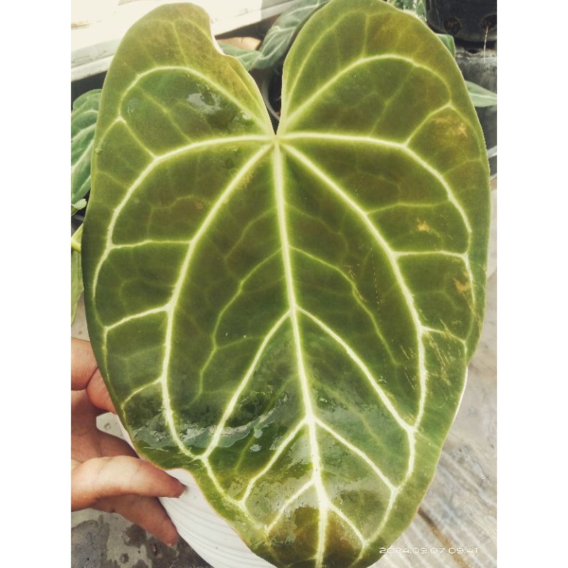 anthurium dark cristalynum