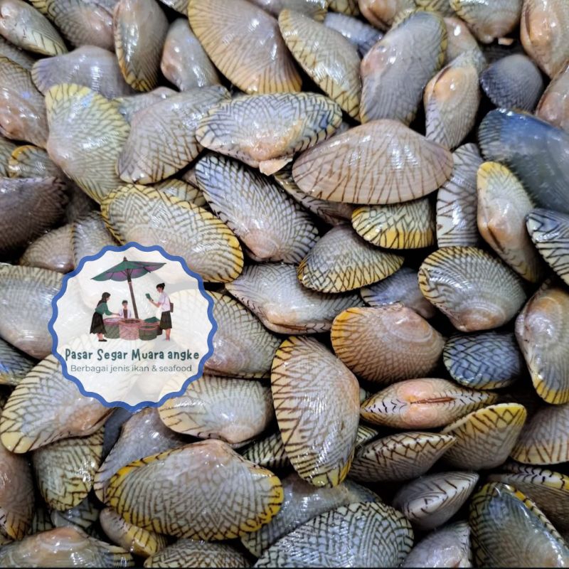 

Kerang Batik Segar Seafood hasil laut segar 1 kg