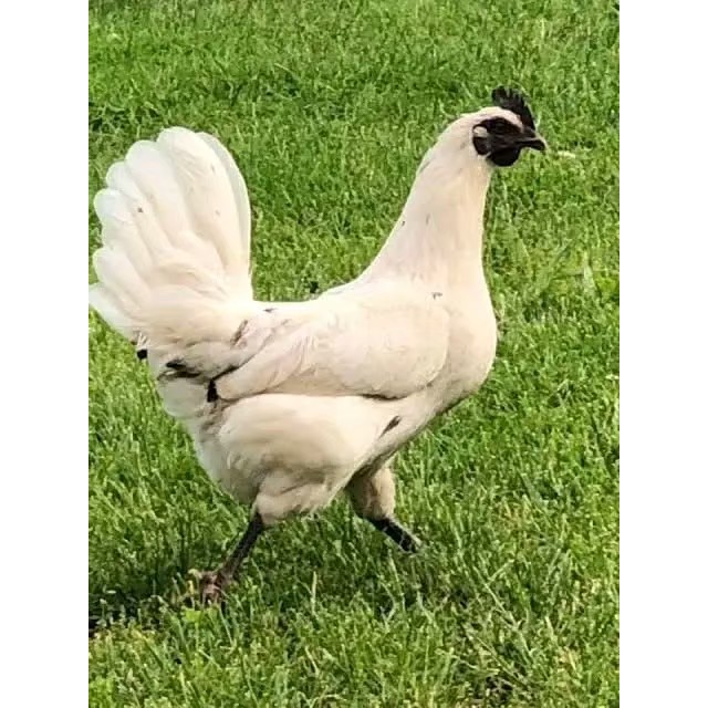 AYAM CEMANI PUTIH, FERTIL UNTUK DI TETASKAN {JUAL TELUR}