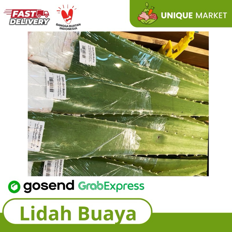 

Lidah Buaya/ Aloe Vera
