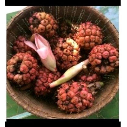 

Honje buah kcomrang sgar 1000 gr