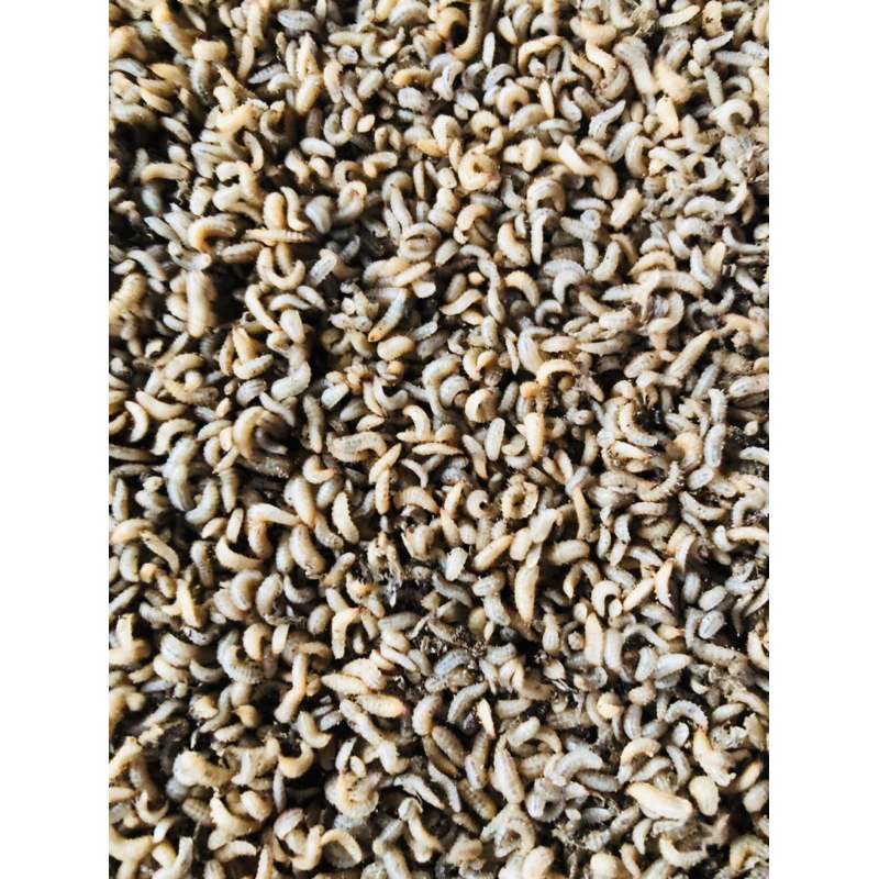 FRESH LARVA BSF Maggot BSF 1 Kg