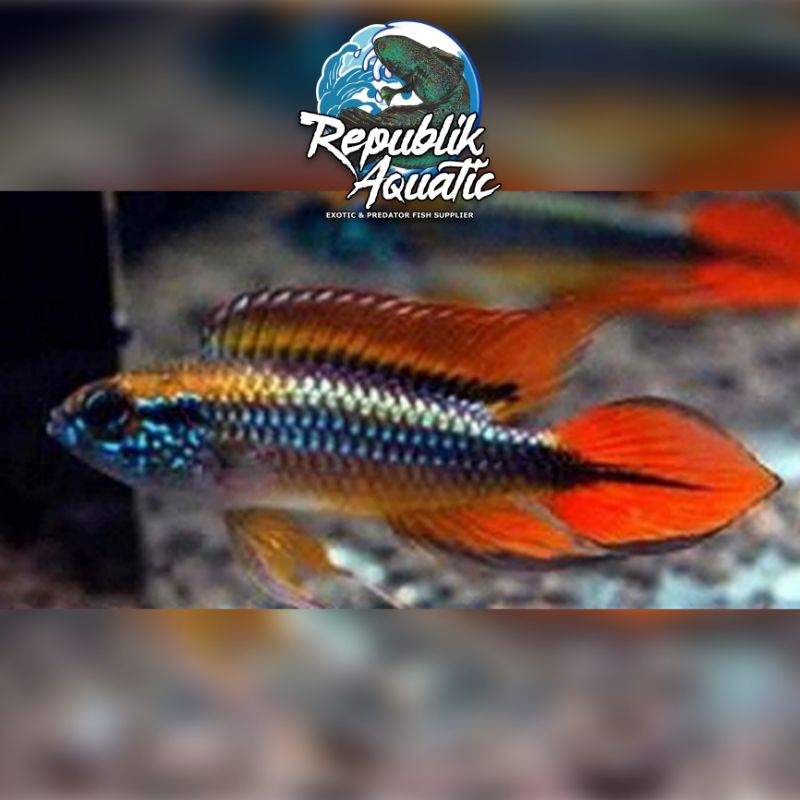 

Apistogramma agassizii Double Red