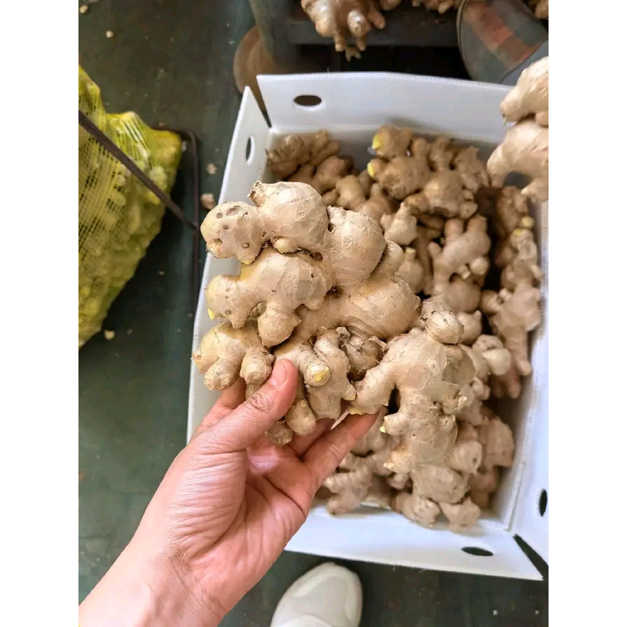 

jahe alam asli garut 1kg-5kg